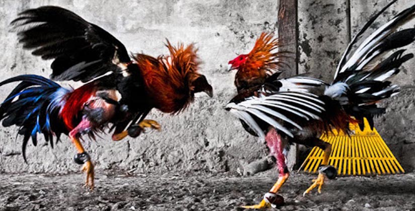 Cara Biar Menang Bermain Judi Sabung Ayam Online